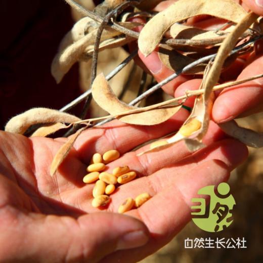 生态黄豆【该品种不易发芽】 | 来自陕西省千阳县 | 肾形老品种黄豆，高原生长昼夜温差大，有机种植，颗颗精选，豆香醇郁发芽率高。430g/袋 商品图5