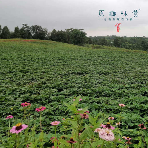 生态红薯淀粉（成都仓库-顺丰快递）| 250g/罐，来自四川金堂，生产者：范华侨，张勇【合作生产，公平贸易】 商品图4