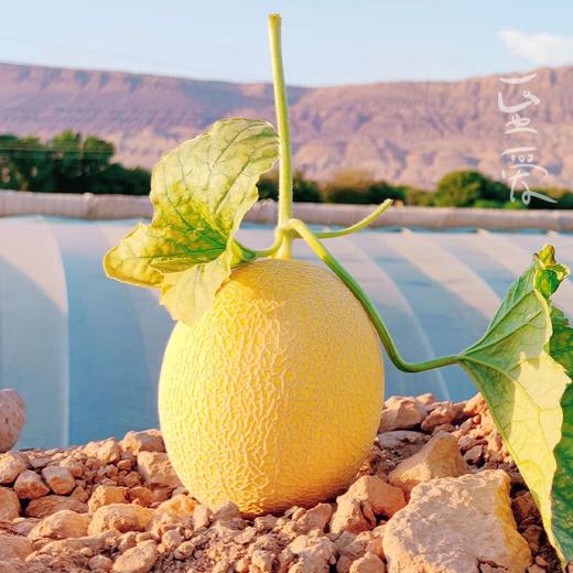 冰火蜜瓜 6-7斤/件（2-3头）2023国货新品种 冰火蜜瓜 新疆哈密瓜 商品图1