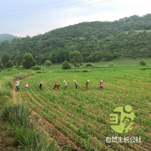 生态黄豆【该品种不易发芽】 | 来自陕西省千阳县 | 肾形老品种黄豆，高原生长昼夜温差大，有机种植，颗颗精选，豆香醇郁发芽率高。430g/袋 商品图4