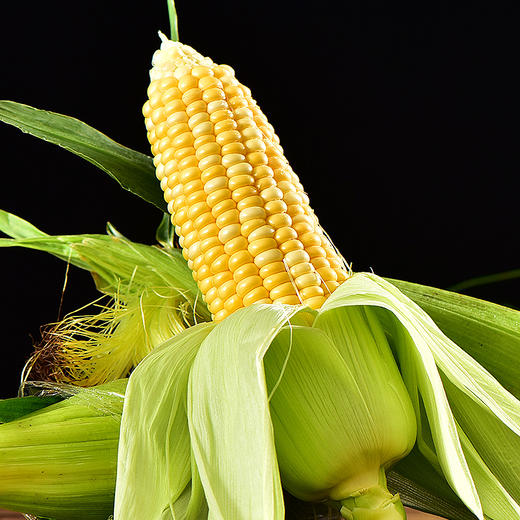 【云南• 金银水果玉米】爆汁生吃无压力 是水果也是蔬菜 早餐饱腹感满满 鲜嫩自带清香 商品图0