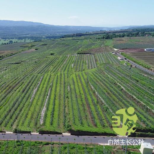 生态黄豆【该品种不易发芽】 | 来自陕西省千阳县 | 肾形老品种黄豆，高原生长昼夜温差大，有机种植，颗颗精选，豆香醇郁发芽率高。430g/袋 商品图3