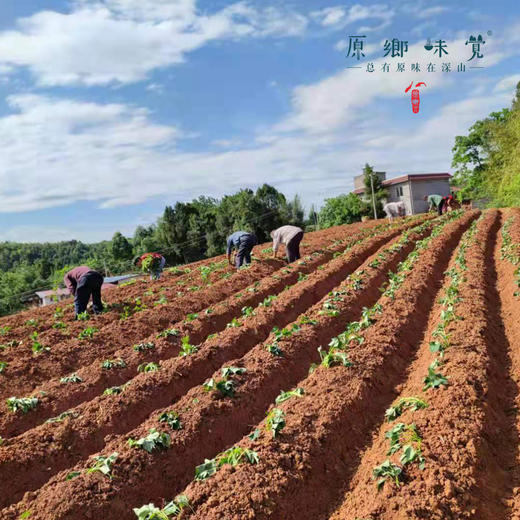 生态红薯淀粉（成都仓库-顺丰快递）| 250g/罐，来自四川金堂，生产者：范华侨，张勇【合作生产，公平贸易】 商品图5