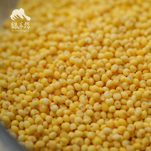 有机大黄米 | 合作生产*Organic  Rhubarb rice | Coproduction 商品图1