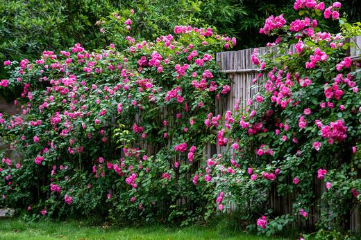 【峨眉山-165号院】3房/6房/9房温泉私汤小院，川西院子，临溪、庭院泡池、地暖、采摘竹笋、K歌、大草坪、柴火灶。HLCT 商品图5