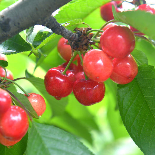 樱桃原浆（有机樱桃加工） 商品图5