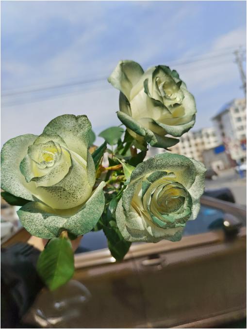 苏格兰古典绿玫瑰3支（拼团） 商品图4