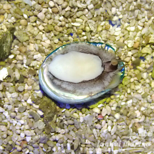 食苔鲍鱼 商品图4