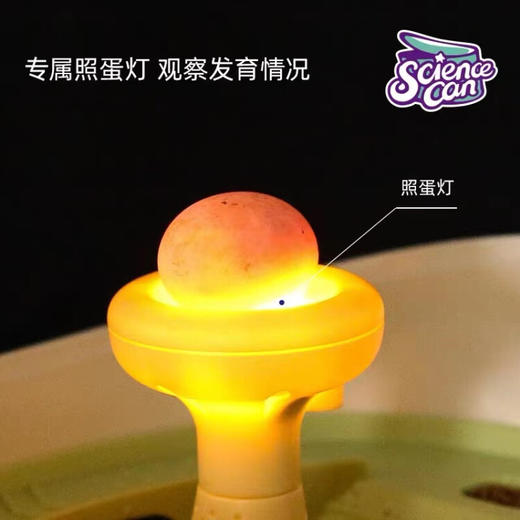 科学罐头饲养乌龟缸乌龟蛋孵化养育仓 XHR 商品图3