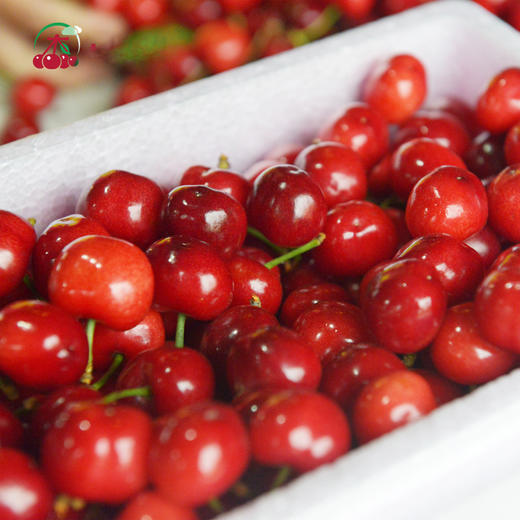 樱桃原浆（有机樱桃加工） 商品图8