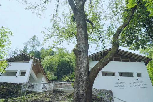 【雅安碧峰峡-368号院】2房/4房院子，山中观景，碧峰峡景区、儿童游玩滑滑梯房、采茶、露营BMST 商品图1