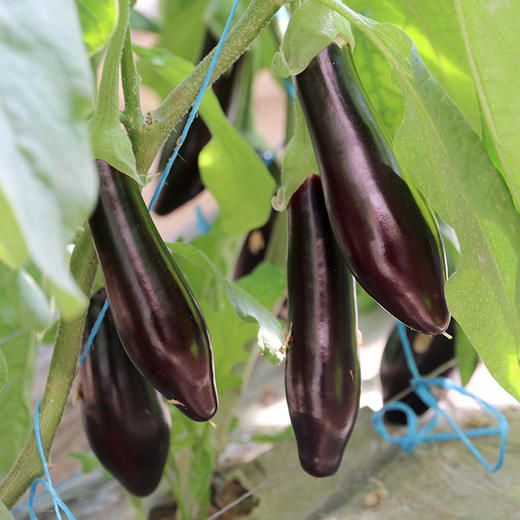 每日现摘  农家长茄子  颜色亮紫均匀  皮薄肉厚  肉质细嫩  1斤 商品图3