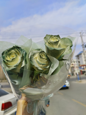 苏格兰古典绿玫瑰3支（拼团）