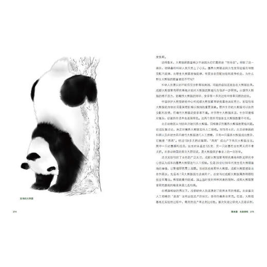 大熊猫之路：:一部绚烂的大熊猫文明史(精)/现代出版社/考拉看看/9787523101087 商品图1