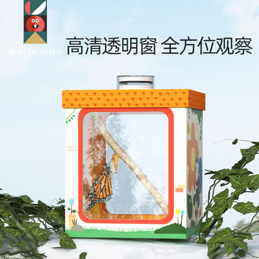 蝙蝠兔蝴蝶蛹孵化饲养儿童学生科普观察破蛹茧成蝶 商品图4