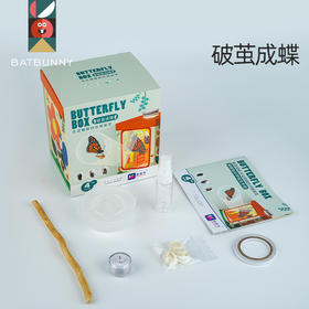 蝙蝠兔蝴蝶蛹孵化饲养儿童学生科普观察破蛹茧成蝶