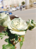 苏格兰古典绿玫瑰3支（拼团） 商品缩略图2