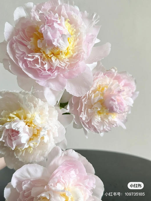 国产芍药-【羞涩女王】A+ 商品图2