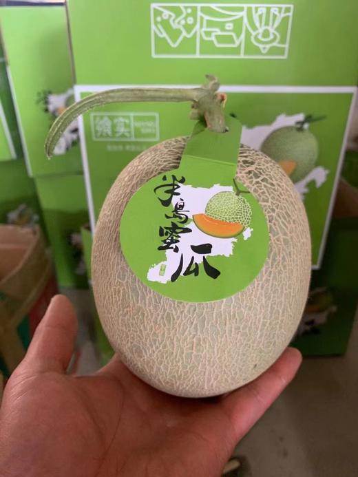 【半岛蜜瓜 48小时发货 礼盒装】北纬37°黄金地域，一藤一瓜，精美纹路，口感细腻，绵糯香甜，奶香馥郁 商品图2