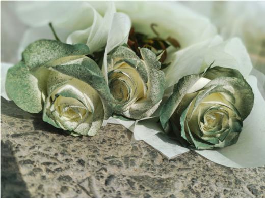 苏格兰古典绿玫瑰3支（拼团） 商品图6