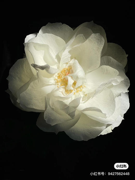 日本Bourgogne白勃艮第玫瑰花10支 商品图2