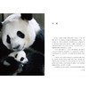 大熊猫之路：:一部绚烂的大熊猫文明史(精)/现代出版社/考拉看看/9787523101087 商品缩略图4