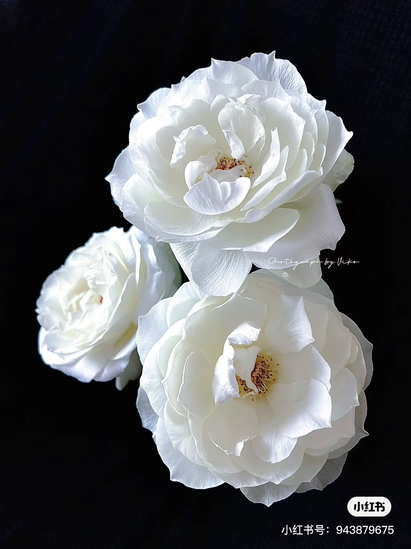 日本Bourgogne白勃艮第玫瑰花10支