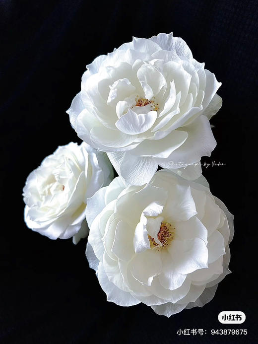 日本Bourgogne白勃艮第玫瑰花10支 商品图0