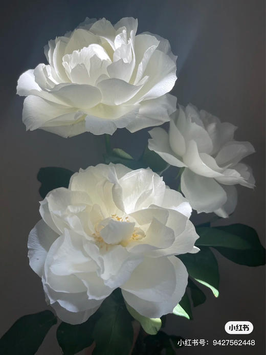 日本Bourgogne白勃艮第玫瑰花10支 商品图1