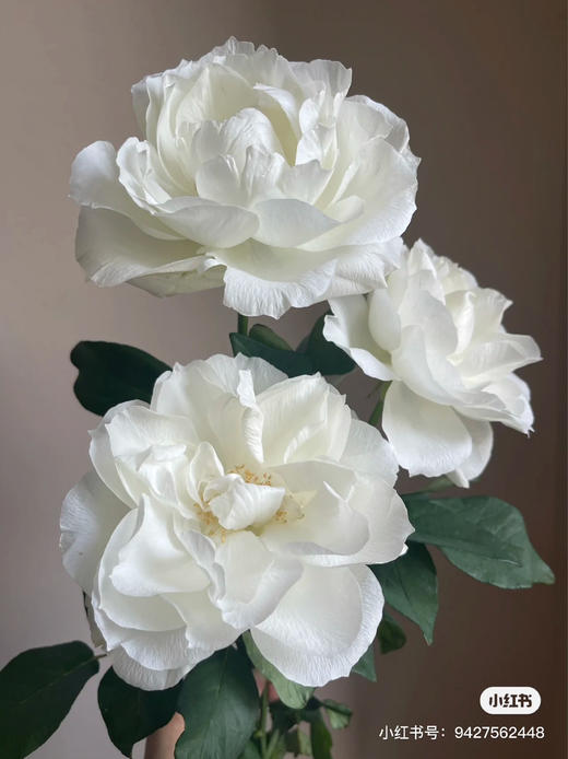 日本Bourgogne白勃艮第玫瑰花10支 商品图3