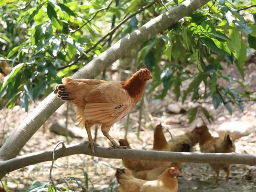 澜海生态农业 土鸡煲/老鸭煲 冷链发货 商品图12