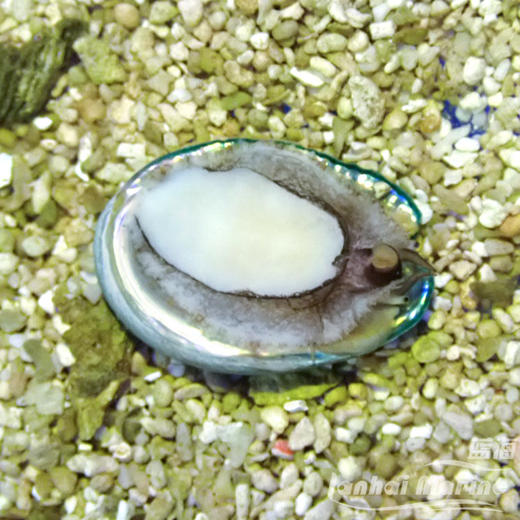 食苔鲍鱼 商品图5