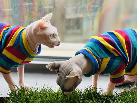 青毡 宠物通用草坪草毯 60cm×40cm/块 无需繁琐种植 开箱即用 猫狗乌龟等可用  偏远地区补30元运费 商品图4