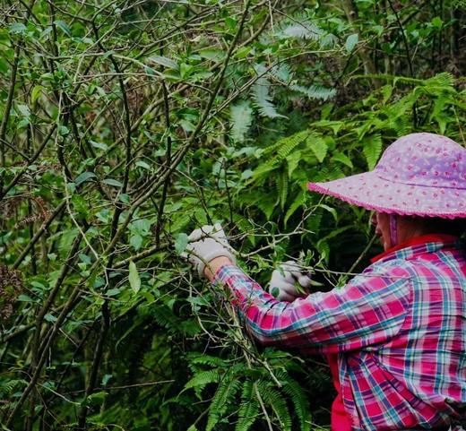 「野·铁」与众不同的铁观音 传统工艺 荒野生态  水甜韵长 人间小甜水 商品图4