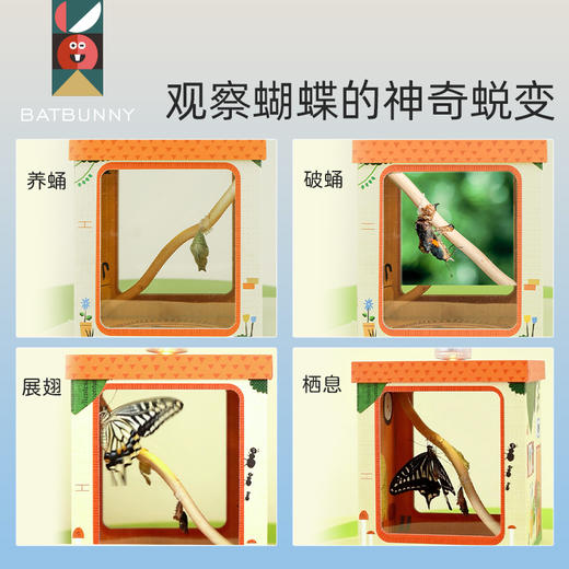 蝙蝠兔蝴蝶蛹孵化饲养儿童学生科普观察破蛹茧成蝶 商品图2