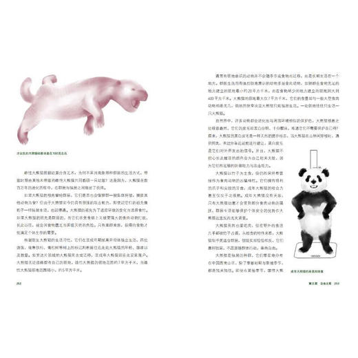 大熊猫之路：:一部绚烂的大熊猫文明史(精)/现代出版社/考拉看看/9787523101087 商品图3