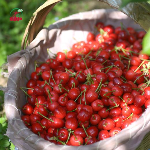 樱桃原浆（有机樱桃加工） 商品图6