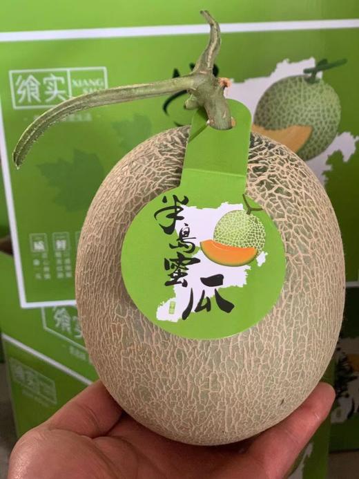 【半岛蜜瓜 48小时发货 礼盒装】北纬37°黄金地域，一藤一瓜，精美纹路，口感细腻，绵糯香甜，奶香馥郁 商品图0