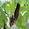 每日现摘  农家长茄子  颜色亮紫均匀  皮薄肉厚  肉质细嫩  1斤 商品缩略图1