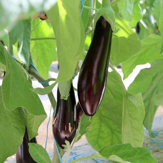 每日现摘  农家长茄子  颜色亮紫均匀  皮薄肉厚  肉质细嫩  1斤 商品图1