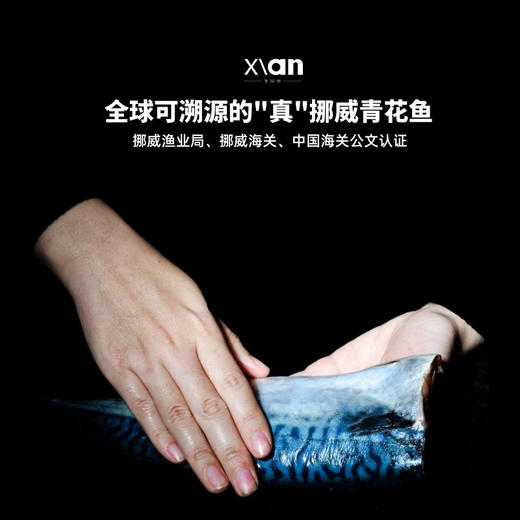 挪威青花鱼 商品图2