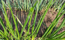 雨后葱叶出现小白点是怎么回事?