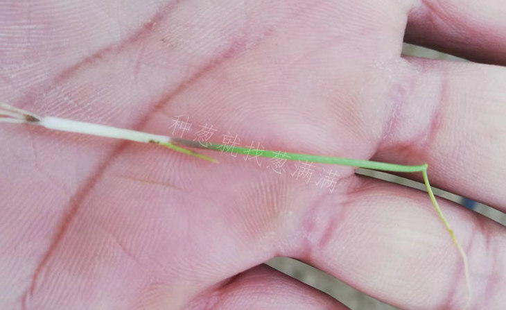 葱苗根腐病死苗