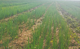 大葱春季育苗播种注意事项您知道吗?