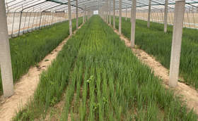 大葱育苗失败再次播种什么时候可以移栽