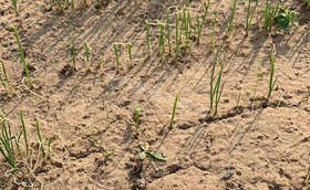 葱苗长着死了是怎么回事？