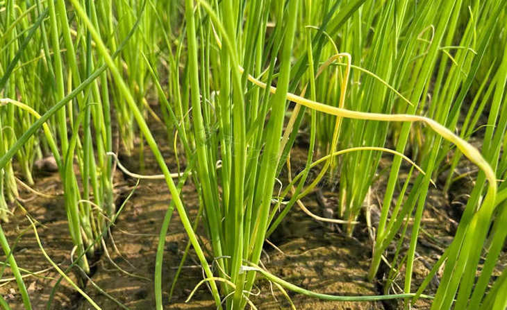 苗黄苗弱图片实拍