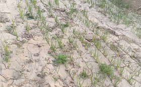 葱苗不长还越来越细是怎么回事? 