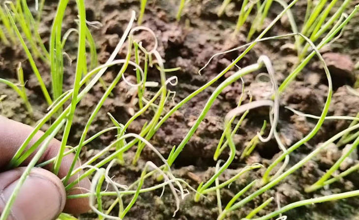 葱苗苗床苗黄苗弱