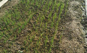 大葱育苗苗床雨后如何管理